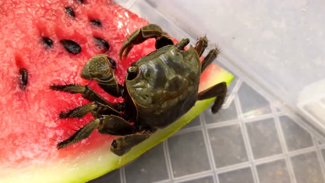 这种螃蟹叫做将军蟹,也有人叫他棺材蟹,因为没有肉,养着玩玩