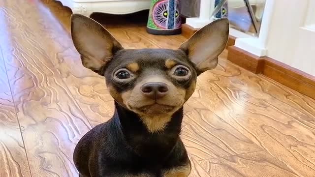 主人和啵啵乐玩游戏,实际是让其干活,真棒