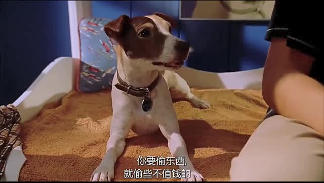 变相怪杰2:狗子为了独宠!强烈阻止主子生小孩!这是一条戏精狗