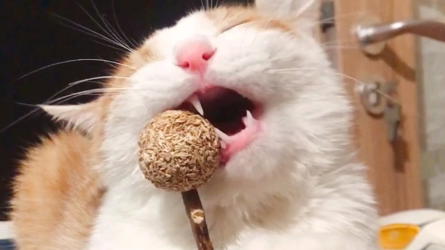 猫咪吃棒棒糖忒搞笑,忙活半天一口也没吃到