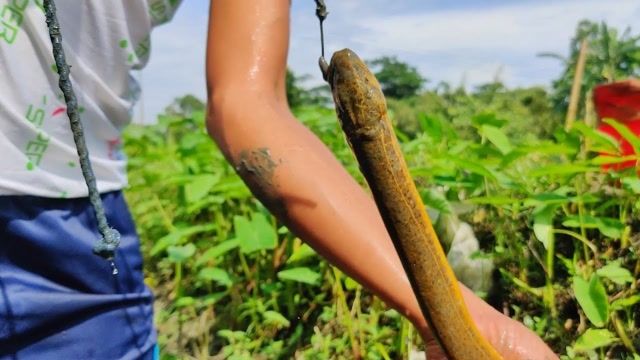 國外不一樣的釣鱔魚技術這可能就是他們總是釣到大鱔魚的原因吧