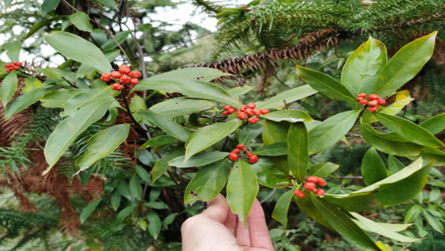 "羊角藤"是什么样的植物?根与皮药用价值高,农村小哥费力寻找
