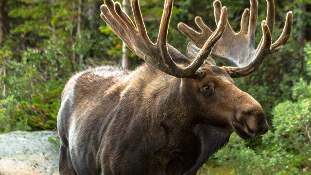 小兴安岭出现大型猛兽,身形庞大比犀牛还高,镜头记录全过程