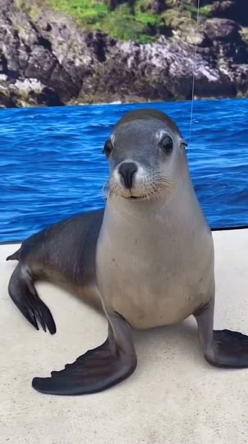 新一代的网红海豹就因为笑起来好看一举成名