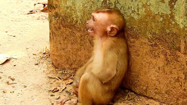 猴子悲伤流泪的图片图片