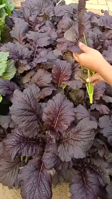 紫金保健菜你见过吗?据说营养丰富,还能保健!