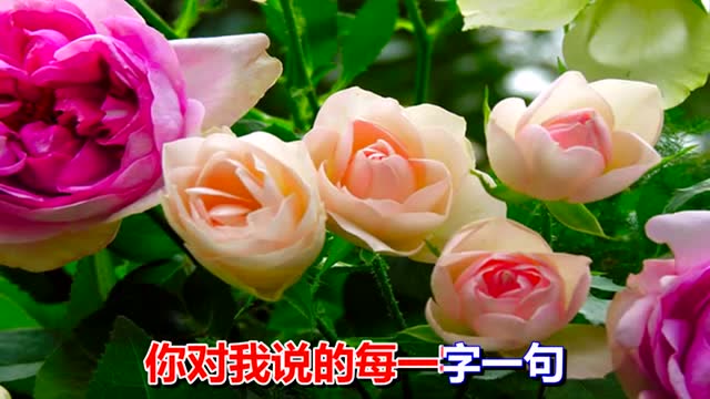 一首情歌《默默祝福你》