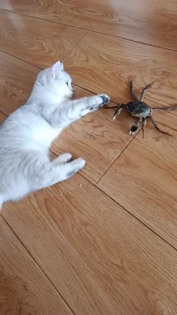 这个猫火了,好奇猫遇上螃蟹,这反应太萌了