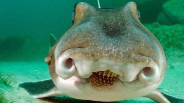 国外男子深海潜水,发现"猪鼻怪鱼",网友:太可爱了