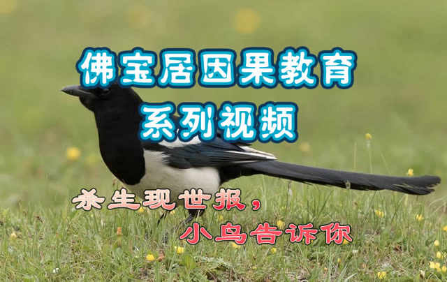 杀生的果报,小鸟告诉你