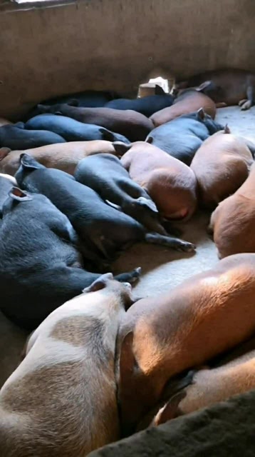 一群懒猪在睡觉,马上就要开饭了,快点起来了