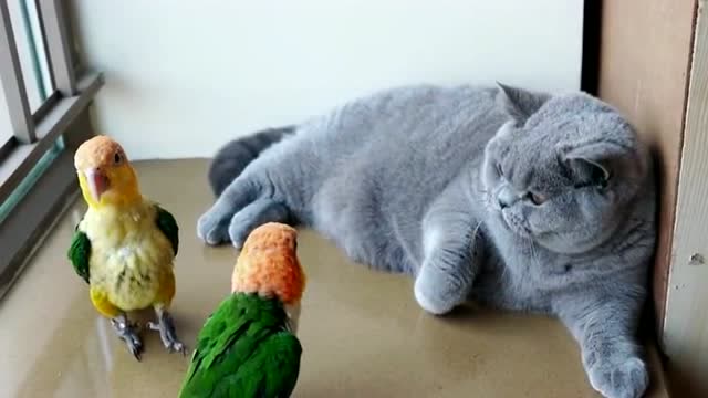 这是一只可怜的单身猫,见不得鹦鹉好,二话不说上去就是一爪子!