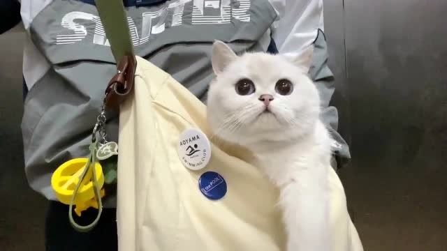 晚晚也是一只爱吃水果的猫咪,好久没带晚晚出门了