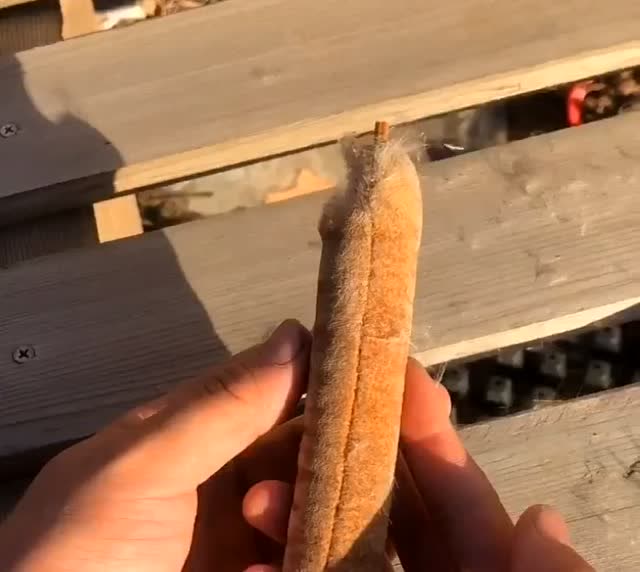 东北的水蜡烛长的和香肠一样,看着都想吃一口