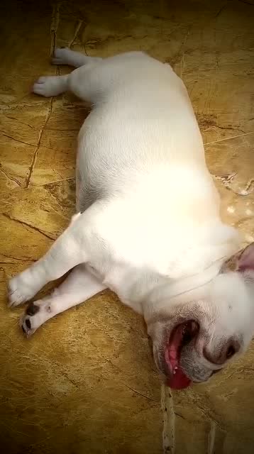 狗子:爬楼梯太累了,先让我喘喘气!