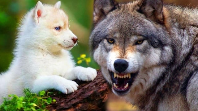 狼和狗在一起图片