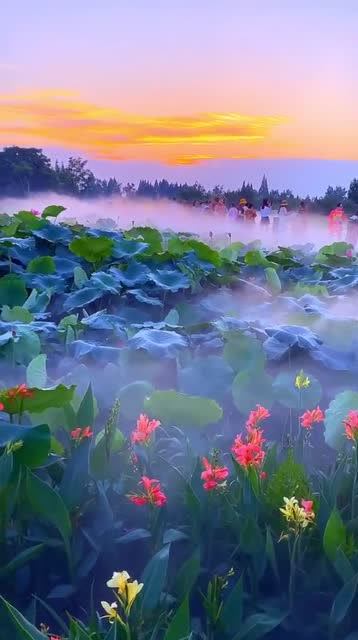 仙气满满的网红荷花池,云雾缭绕,堪称人间仙境!