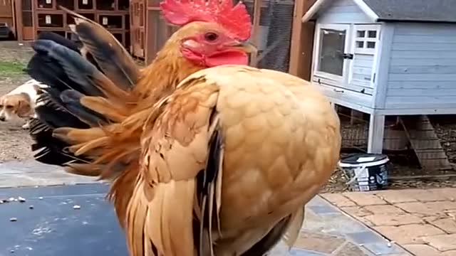 这是全网最雄赳赳的公鸡,抬头挺胸眼神霸气,简直太厉害了!