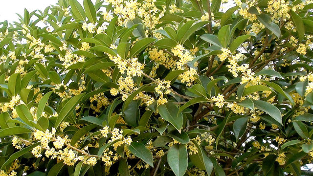 7月养桂花,谨记做好这3点,秋季花开爆盆就容易了