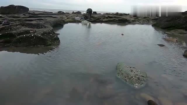福建大叔上无人岛赶海抽水坑,坑底的大货多到两只手都抓不过来!