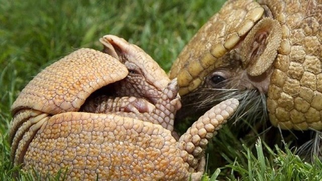 野生犰狳一遇到危险,就瞬间滚成了一个球,真的好圆啊!