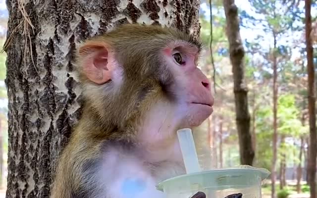 小猴子喝奶茶,还嚼里面的珍珠,样子真是萌!