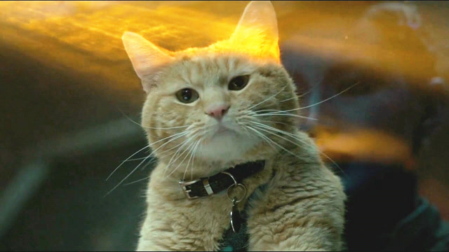 让漫威英雄害怕的橘猫,一口吞下宇宙魔方,灭霸都不敢惹它!