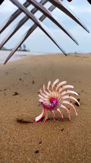 活久见原来这就是传说中的玫瑰螺太漂亮了