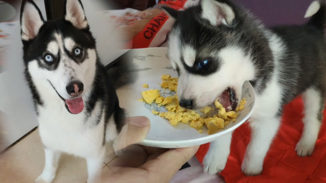 小二哈和大二哈吃东西,眼神动作神同步,狼吞虎咽的样子超可爱