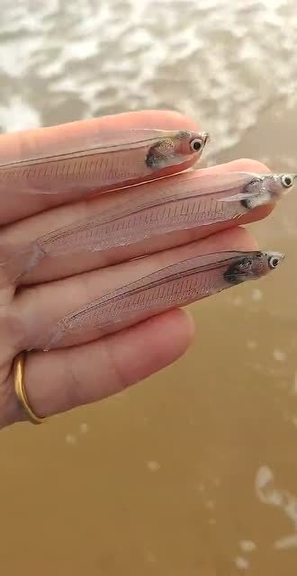 透明的小鱼,你们没见过吧