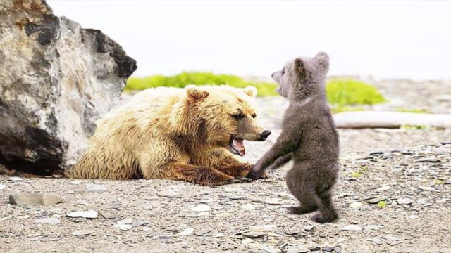 母熊为保护两只小熊英勇牺牲,这个母亲真的伟大!