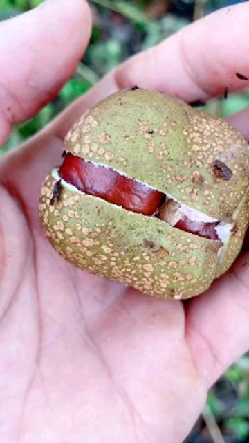 摘了个这样奇怪的果,打开一看竟像板栗,谁知道是什么果?