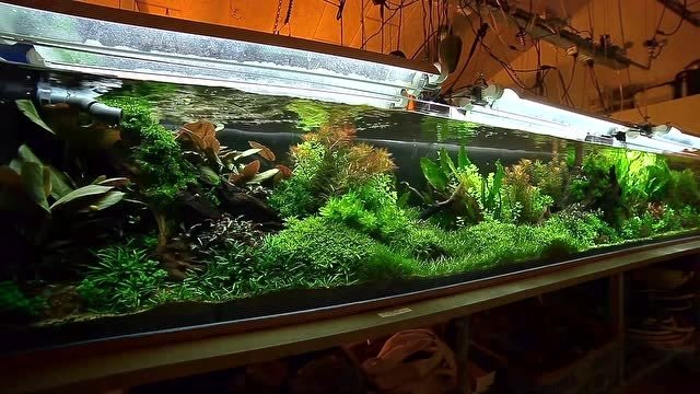 三米长的大型草缸,每天十几个灯照着,一般人还真玩不起