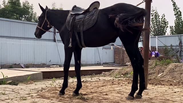 一岁的纯血驹子是匹骑马,光这马鞍都价值两万多,真是好马配好鞍
