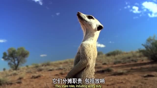 bbc逗趣生物纪录片:非洲的狐獴(又叫猫鼬)一族的呆萌瞬间