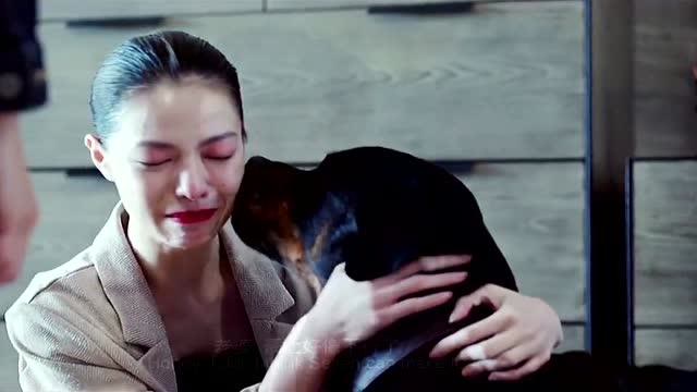 宠爱:谁最爱我?狗狗豪七举起手的那一刻,多少人泪崩了!