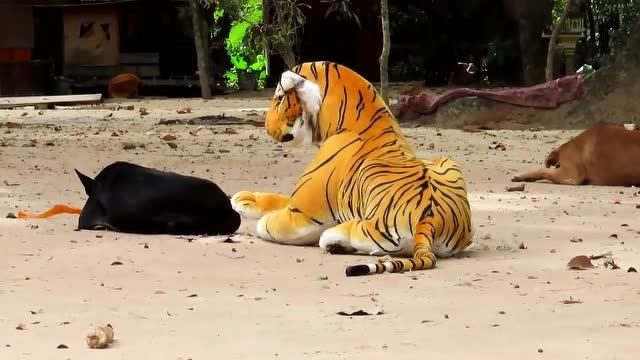 小伙用假老虎恶搞猴子和狗,动物本能的反应太快了!