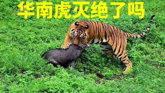 华南虎灭绝了吗图片