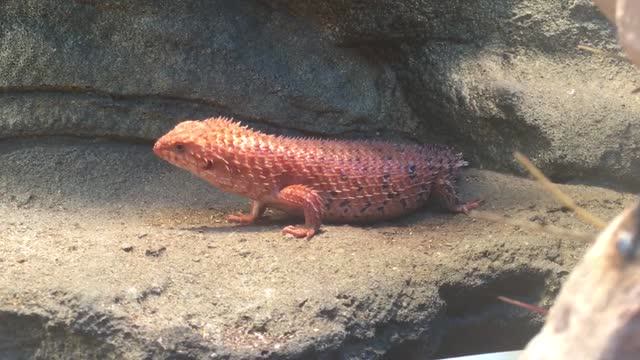 【爬宠搬运】喂可爱的红皮小龙虾;刺尾岩蜥egernia epsisolus