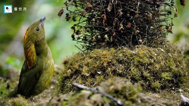 动物界的建筑大师冠园丁鸟求偶方式也独树一帜模仿秀捉迷藏样样精通