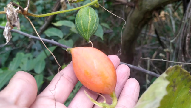 反胃吐酸产后乳不下怎么办赤瓟的药用价值认识的人不多