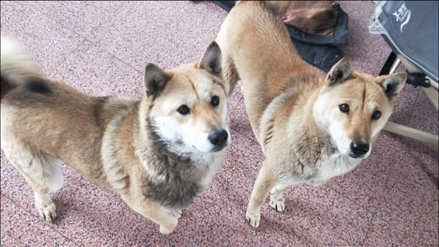 两个黄土狗,空中接物可是一绝