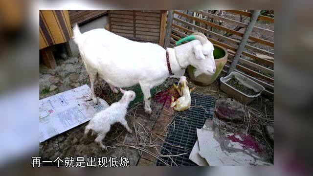 羊布鲁氏杆菌病布病