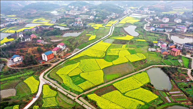 油菜花儿黄:航拍衡阳市近郊美丽乡村—石鼓区角山镇和平村