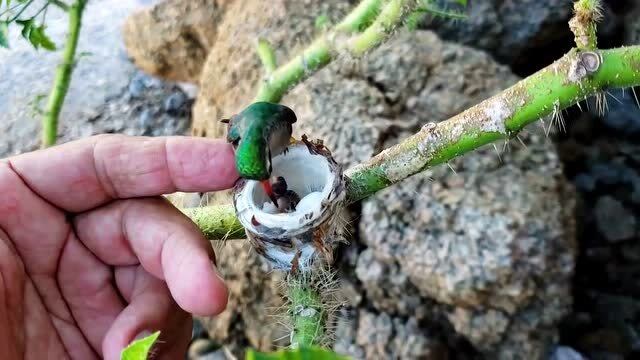 第一次见到小蜂鸟,还没有我的手指头大,而且一点都不怕人!
