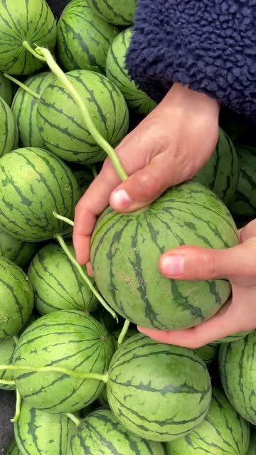 珍珠红西瓜,一镜到底,这回解压了吧