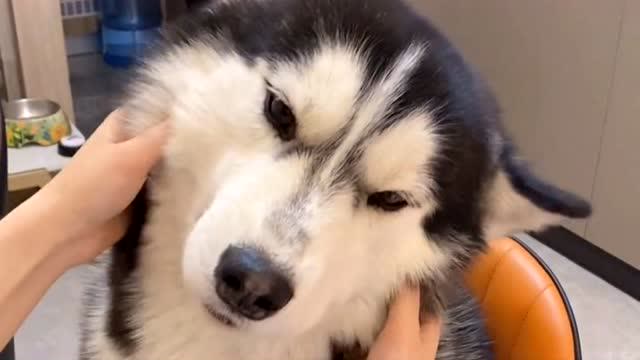 狗狗最喜欢主人摸头,如果撸狗头摸到一半突然停手,金毛和二哈会有什么
