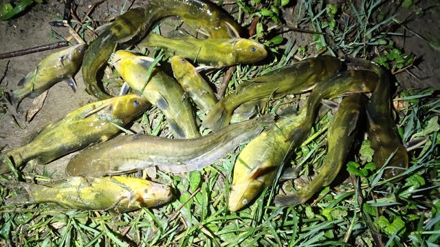 80一斤的野生黄骨鱼泛滥,总几条蚯蚓钓上几斤黄骨鱼,太划算了