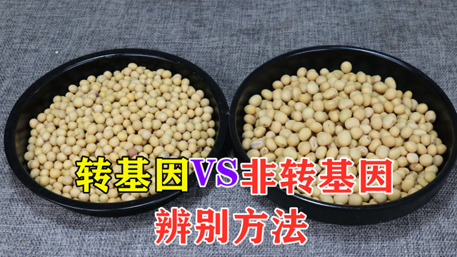 没人告诉你转基因和非转基因大豆的区别,我给你看,教你怎样辨别