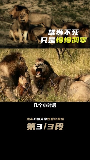 第六集坏男孩联盟时代过去了被新的雄狮群替代